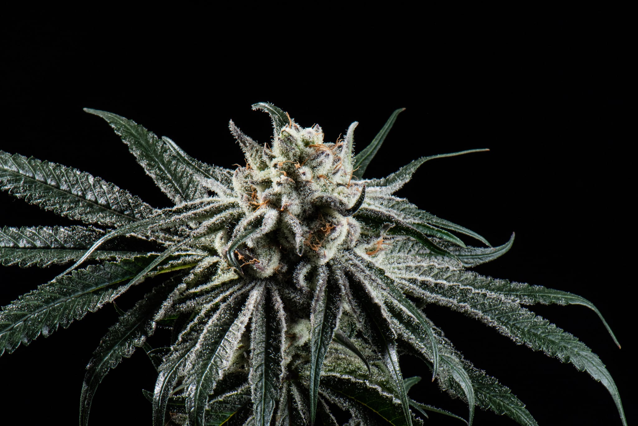 Purple Punch Cannabis